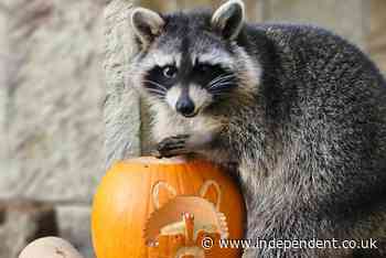 Dogs and drones used in hunt for racoons which escaped zoo on Isle of Wight