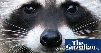 Dogs and drones sent to find raccoons after Isle of Wight zoo escape