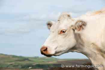 Bluetongue restriction zone extended to parts of Warwickshire