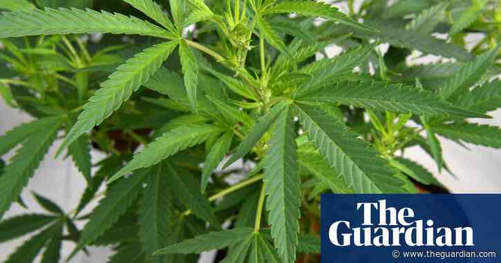 Victoria to end automatic licence loss for drivers testing positive for medicinal cannabis