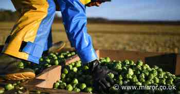 Vital job gardeners need to do in November to ensure they have delicious crop in time for Christmas