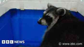 Missing raccoon captured but three still at large