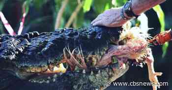 World's largest crocodile in captivity, Cassius, died in Australia