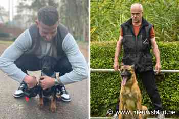 Darco voorkwam nieuwe inbraak bij Toby Alderweireld, maar hoe efficiënt is onze trouwe viervoeter echt? “Een waakhond alleen is niet genoeg”