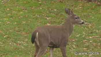 Police issue warning after deer kills pet dog in Oak Bay, B.C.