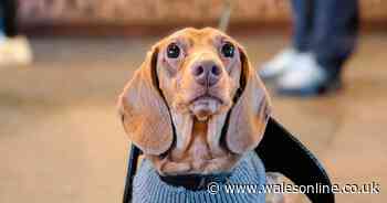 Hundreds of sausage dogs expected at the cutest Christmas event in Cardiff