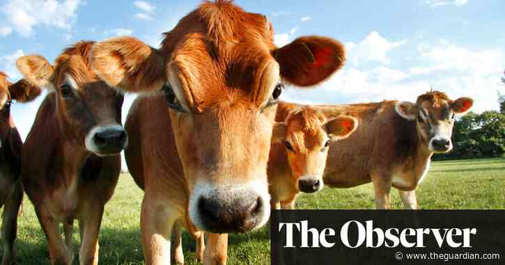 Scientists dismayed as UK ministers clear way for gene editing of crops - but not animals