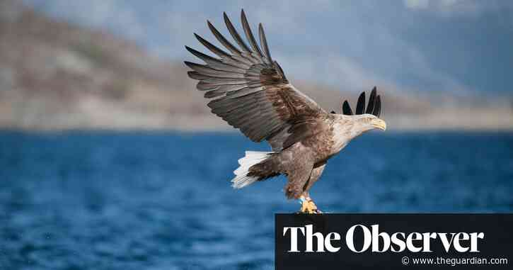 ‘You have to disguise your human form’: how sea eagles are being returned to Severn estuary after 150 years