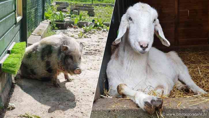 Oma Knorretje en andere dieren moeten verhuizen, kinderboerderij gaat dicht