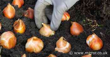 Stunning bulb you must plant in November for glorious blooms next spring