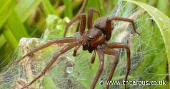 Zoo releases 'thousands of giant spiders' the 'size of your hand' into UK wild