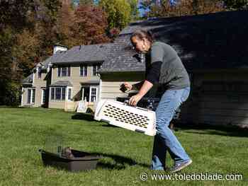 Hawk finally takes flight after rescue, rehabilitation