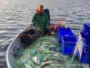 Saskatchewan’s cold-water fish makes waves on the European market