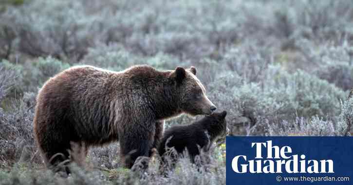 Remains of beloved Grizzly No 399 killed by car returned to Wyoming park