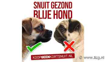 Snuit gezond, blije hond