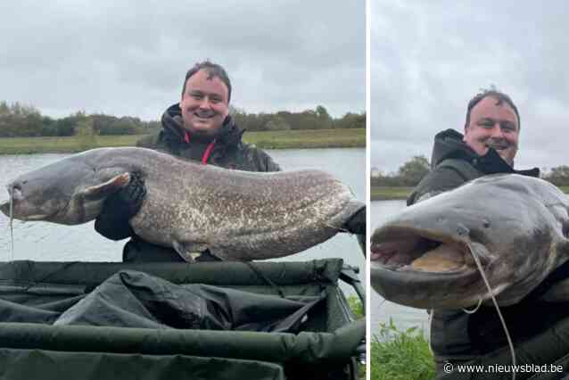 “Ik had nog nooit zo’n gigantisch beest gezien”: Steven (28) vangt 1,92 meter lange meerval aan Netekanaal in Duffel