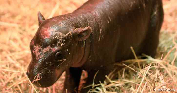 Rival to Moo Deng born at Edinburgh Zoo has been given a very Scottish name