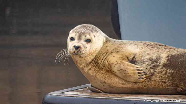 Avontuurlijke zeehond belandt in haven Drimmelen: 'Dit is uniek'