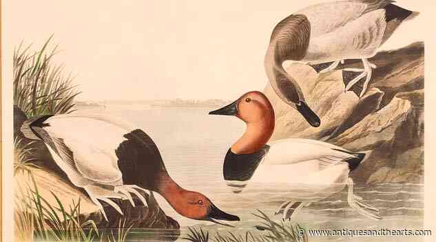 Audubon Duck Engraving Flies To Top Spot In Everard Three-Day Sale