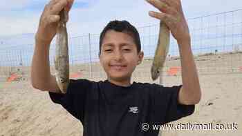 Haunting last photo of Laith Alaid, 11, moments before he was swept out to sea at The Entrance on the NSW Central Coast: Family break their silence as desperate search enters its third day