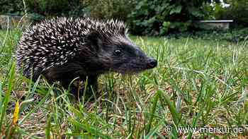 Stacheln alleine schützen Igel nicht