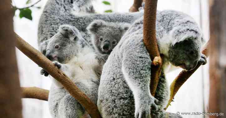 Magen-Darm: Drei Koalas im Duisburger Zoo gestorben