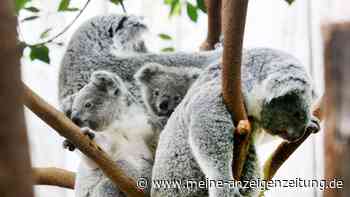 Magen-Darm: Drei Koalas im Duisburger Zoo gestorben