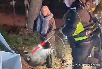 Brandweer plukt wasbeer uit boom in Rijkel