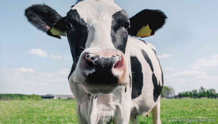 Tesco partners with dairy suppliers to reduce cow emissions