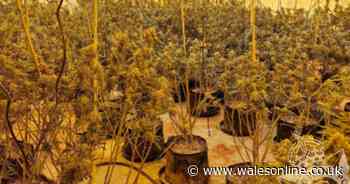 Police uncover huge cannabis factory in disused city warehouse