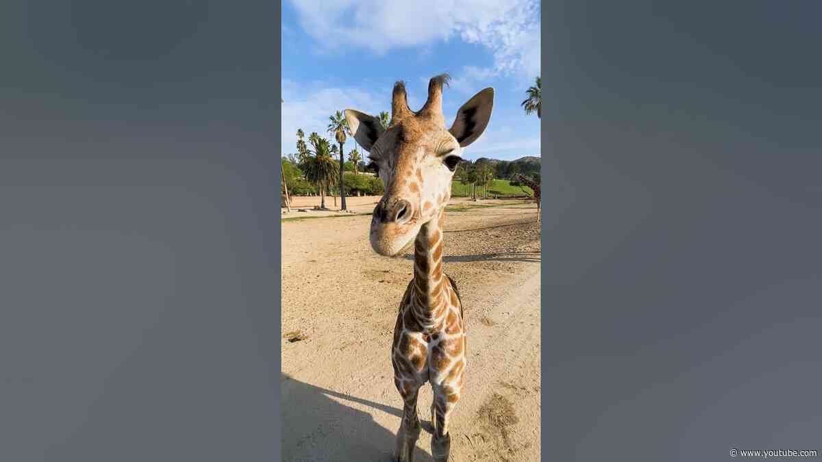 Slow down and take a brain break with the giraffe tower🦒