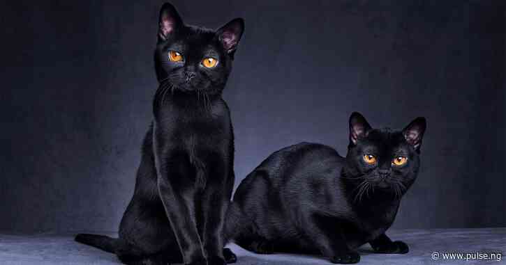 Why are black cats considered bad luck?