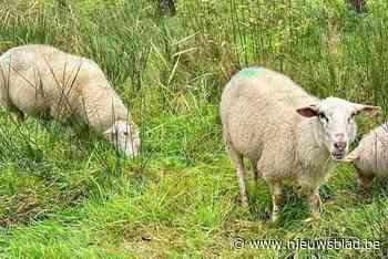 Schapen ’t Hallehof uit Malle redden educatieve natuurtuin in Lier