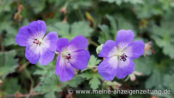 Winterblüher: Diese Pflanzen bringen Farbe in den November-Garten