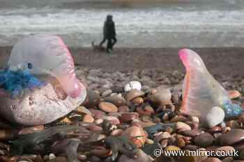 Britain swarming with Portuguese man o’ war as beachgoers urged to watch out for 'floating terrors'