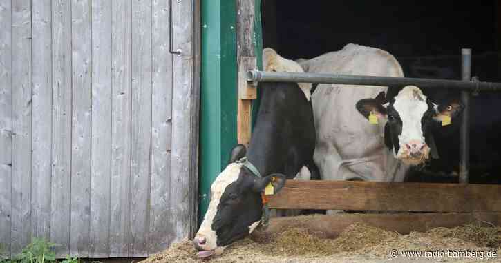 Erneut Allgäuer Landwirte wegen Tierquälerei vor Gericht