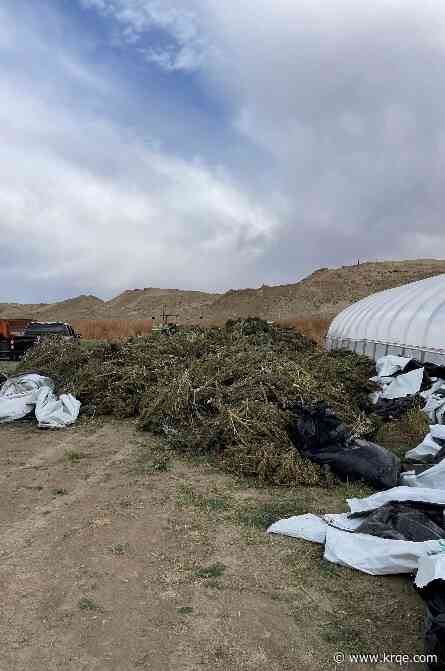 New Mexico State Police assist with removal of 170,000 pounds of marijuana