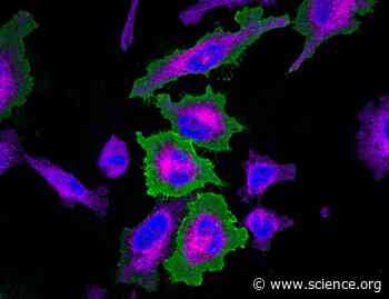 Extracellular proximal interaction profiling by cell surface–targeted TurboID reveals LDLR as a partner of liganded EGFR | Science Signaling