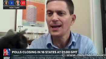 Not so purr-fect timing: Moment cat surprises David Miliband on live TV just as he's quizzed over taking UK ambassador job in Washington if Kamala Harris triumphs