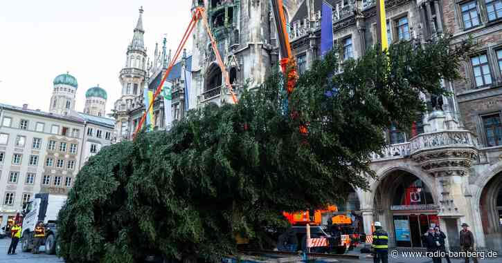 Christbaum auf dem Marienplatz aufgestellt