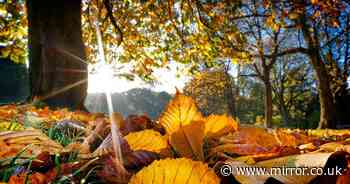 Gardeners must complete one task with fallen leaves this month to reap benefits