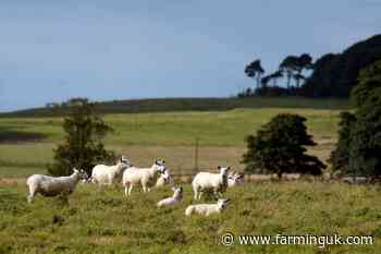 Report compares English beef and lamb standards with Americas