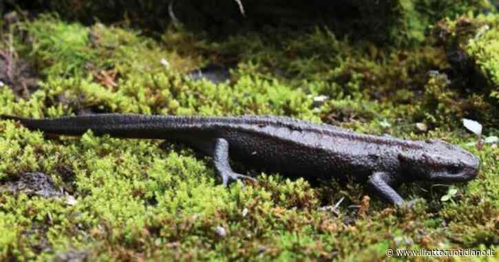 Lungo al massimo 12 centimetri, ha occhi grandi, muso “corto e smussato”, testa stretta: ecco com’è fatto il “tritone coccodrillo”, nuova specie scoperta