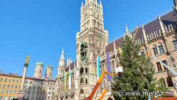 Der neue Christbaum am Marienplatz steht: Fotos zeigen die Tanne bei strahlendem Sonnenschein