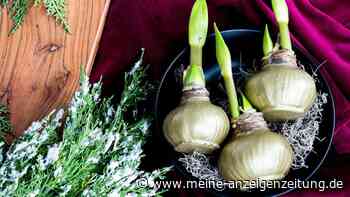 DIY-Anleitung: Amaryllis in Wachs einfach selber machen