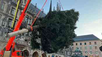 „Er steht“: Antdorfs Christbaum ist gut am Münchner Marienplatz angekommen