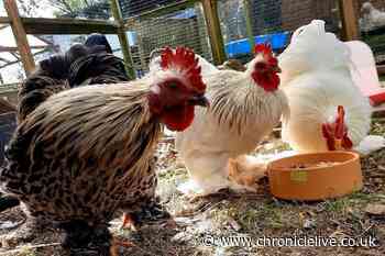 Bird flu confirmed on poultry farm in Yorkshire as protection zone set up