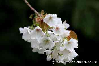 Japanese author and journalist to give public lecture on cherry blossom in Durham