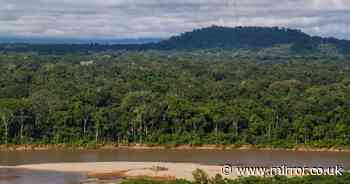 Tourist managed to survive three days lost in Amazon jungle by consuming two things