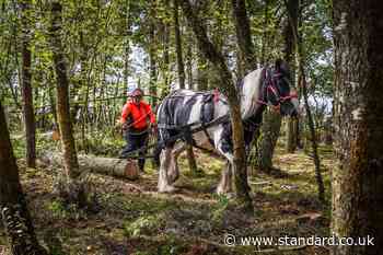 Horses used for logging in electricity network projects